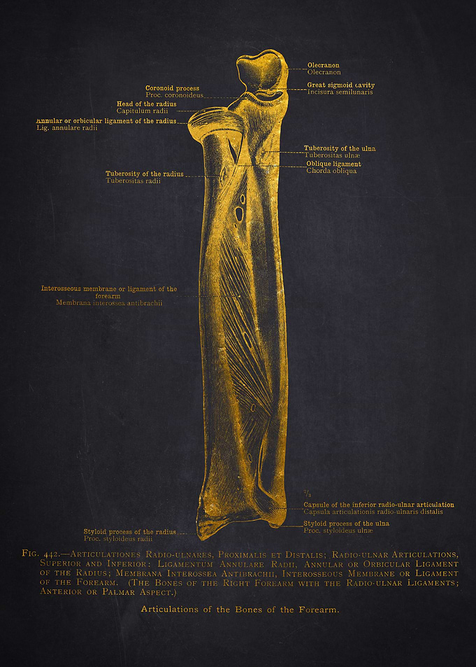 Human Forearm Anatomy