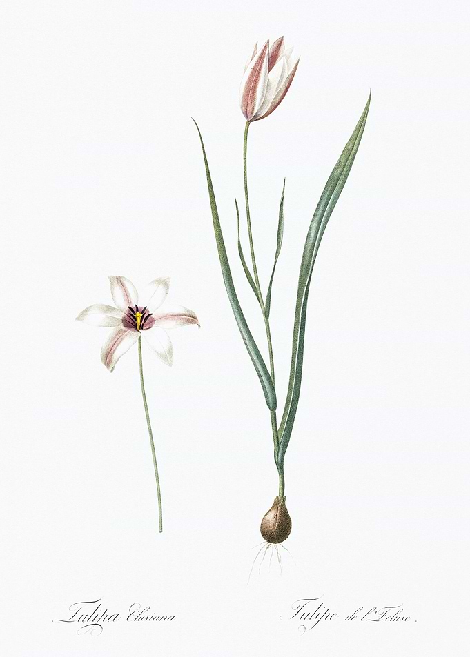 Tulipa Eburnea & Tulipe de L'Etang