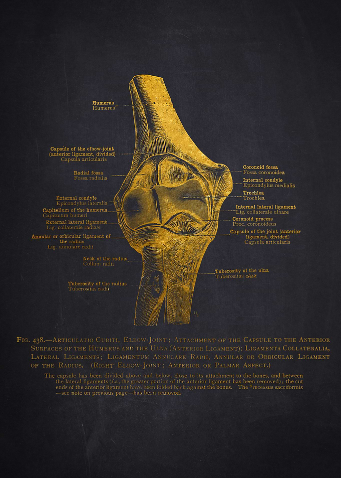 Elbow Joint Anatomy Illustration