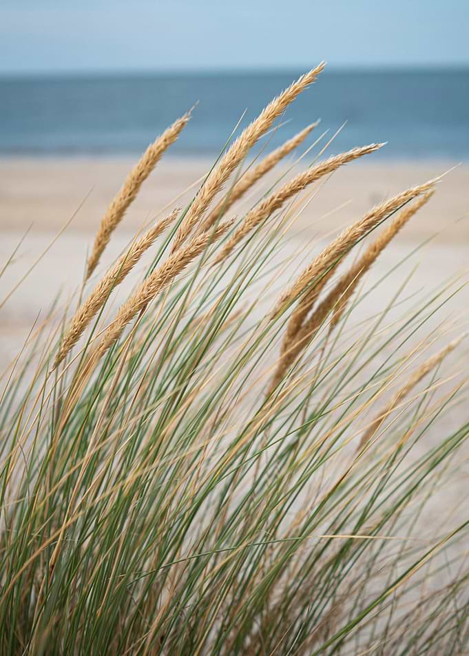 Seagrass in the Wind