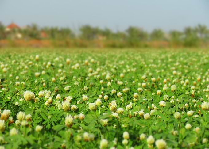 White Flowers in Green Field