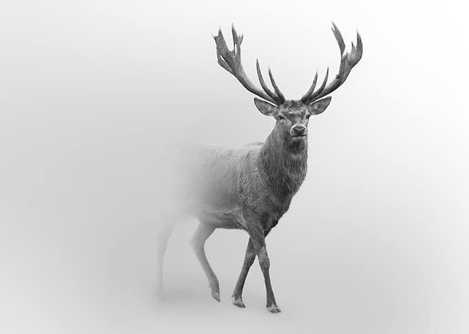 Stag in Fog