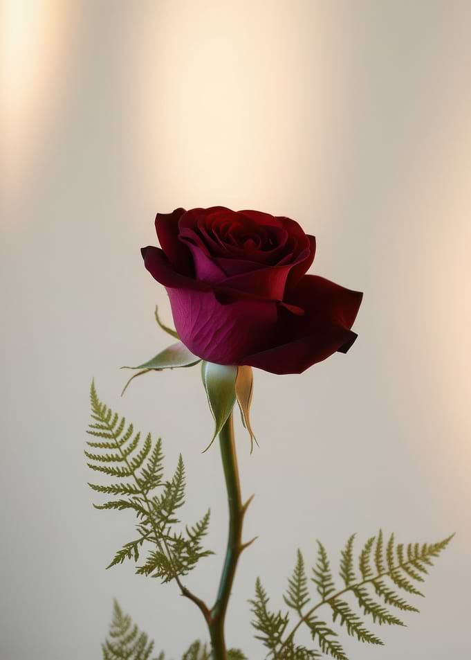Single Red Rose