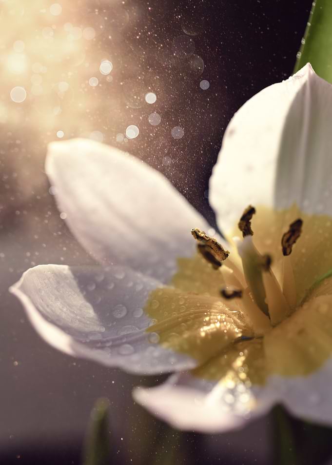 White Tulip Close-Up, Art Flower