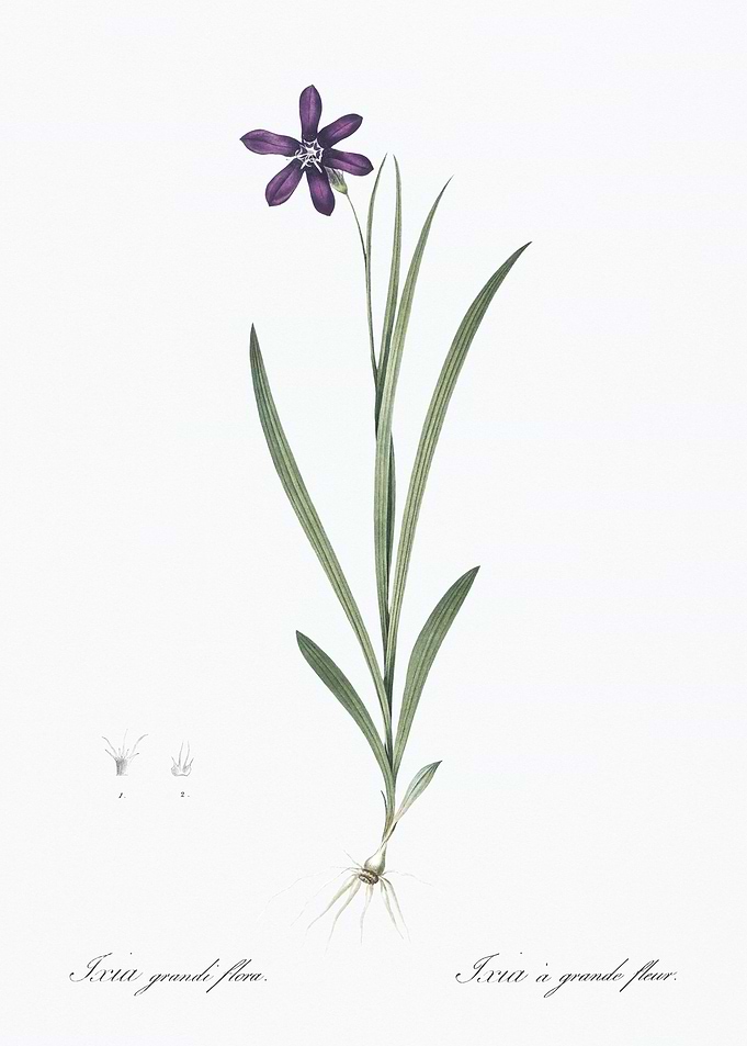 Purple Flower Illustration