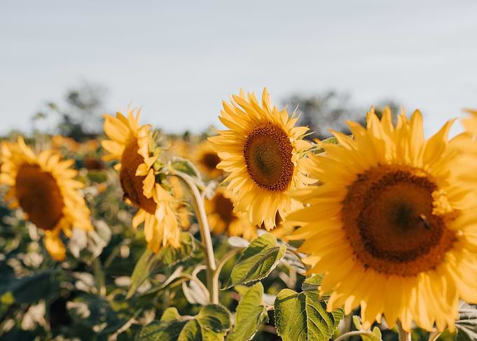 Sunflowers in Bloom