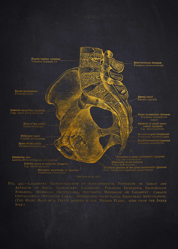 Anatomical Illustration of Pelvis