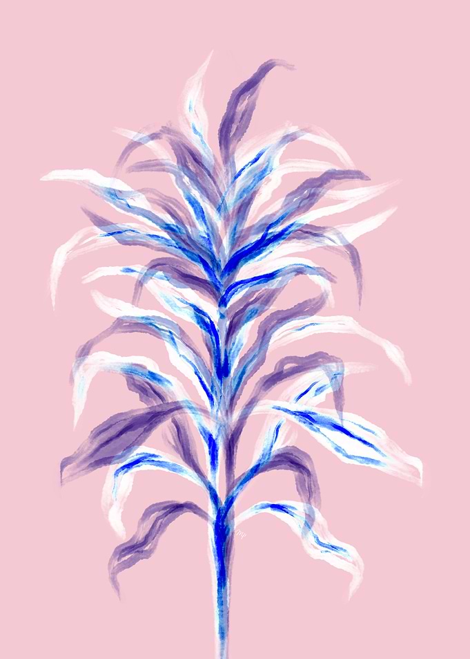 Pink Bamboo