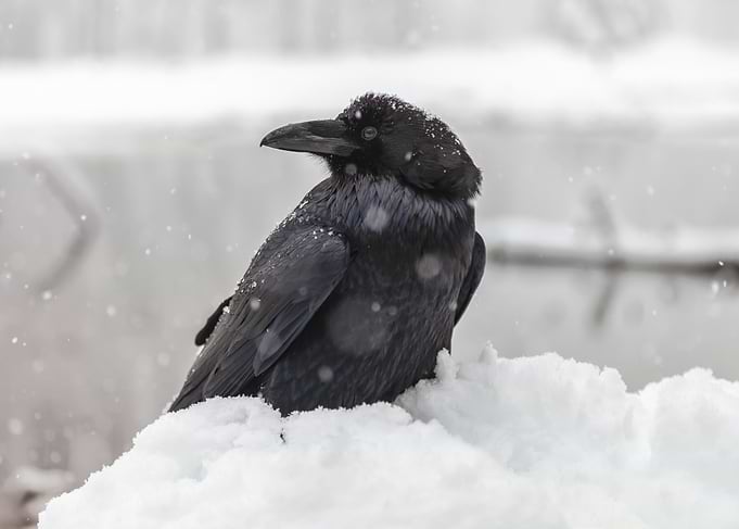 Raven in Snow