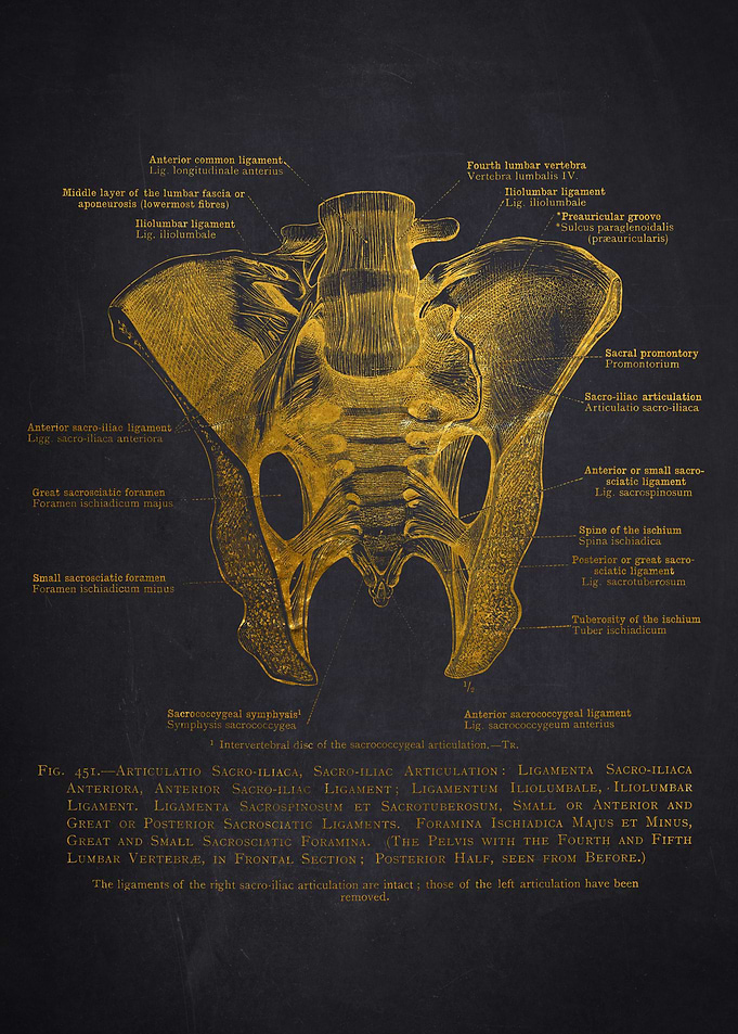 Anatomical Illustration of the Pelvis