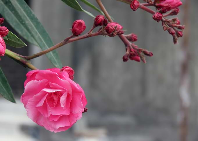 Pink Flower Blossom