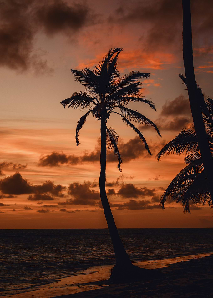 Palm Tree Silhouette at Sunset