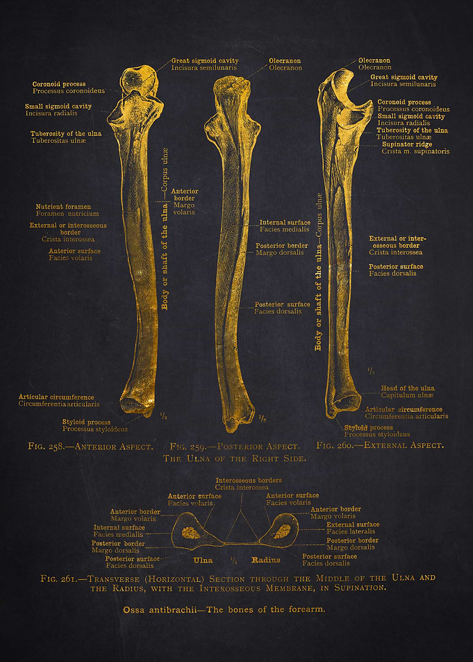 Bones o the Forearm Anatomy