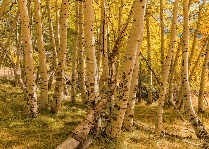 Aspen Grove in Autumn