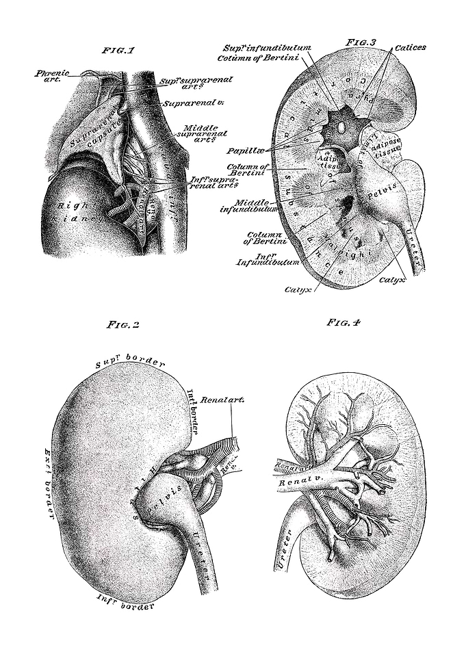 Kidney Anatomy Diagram