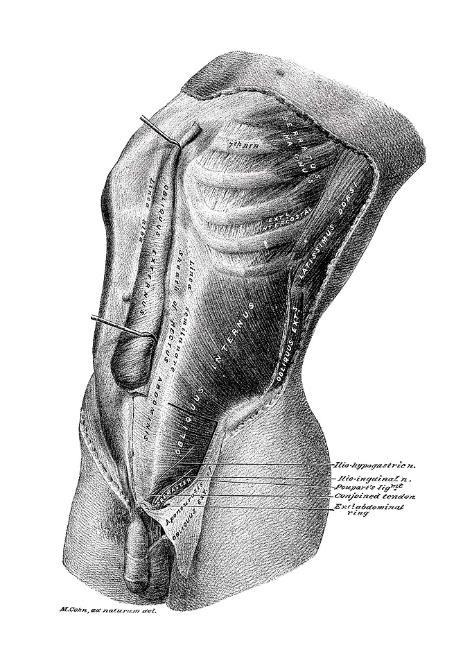 Anatomical Illustration of the Human Torso