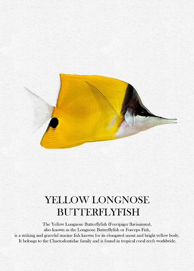 Yellow Longnose Butterflyfish