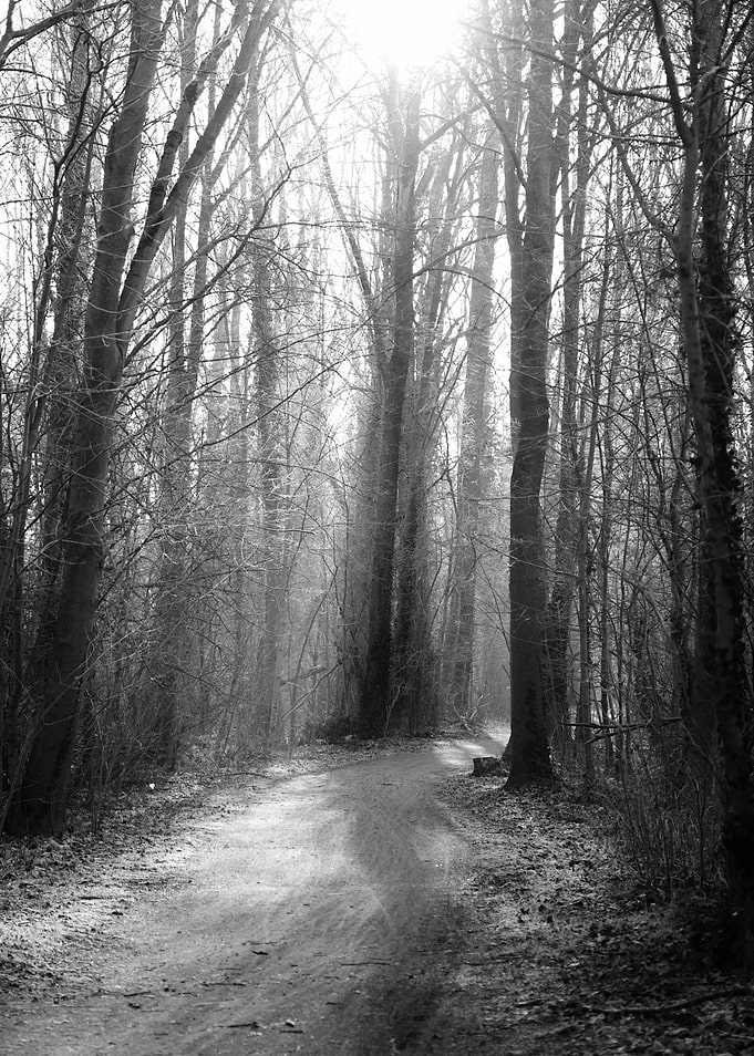Forest Path in Sunlight