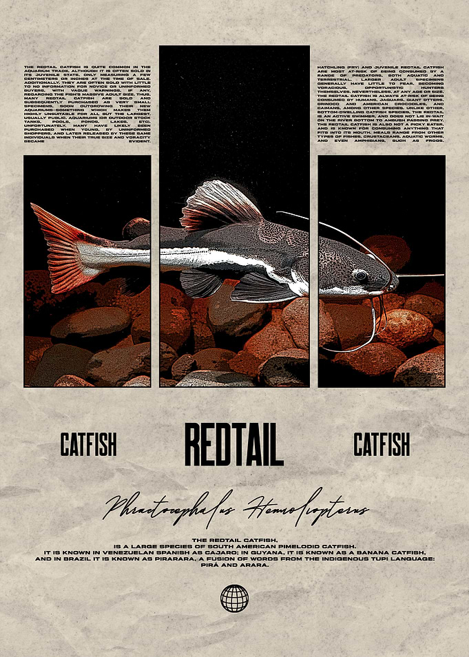 Redtail Catfish Tropical Fish Keeper Poster