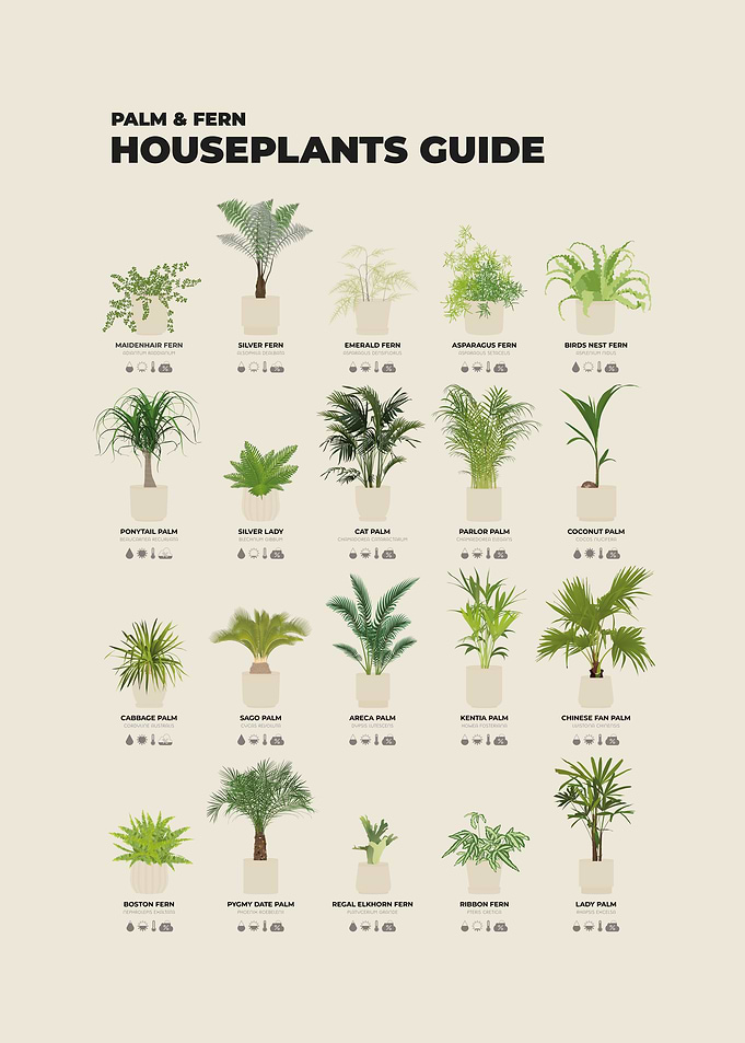 Palm & Fern Houseplants Guide