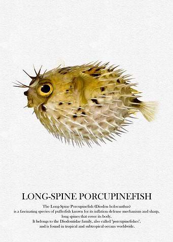 Long-Spine Porcupinefish