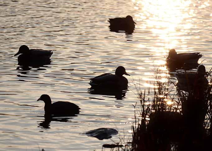 Ducks Silhouettes at Sunset