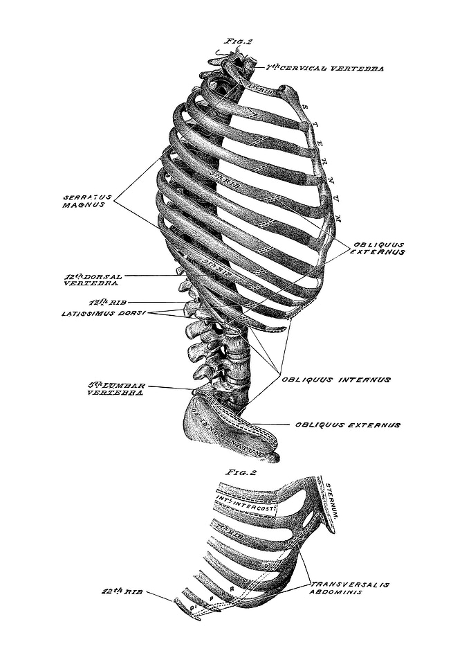 Human Rib Cage Anatomy