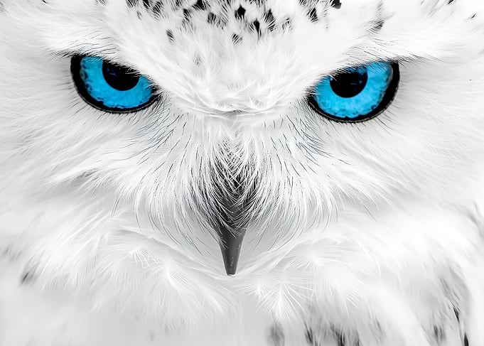 Snowy Owl Close-Up