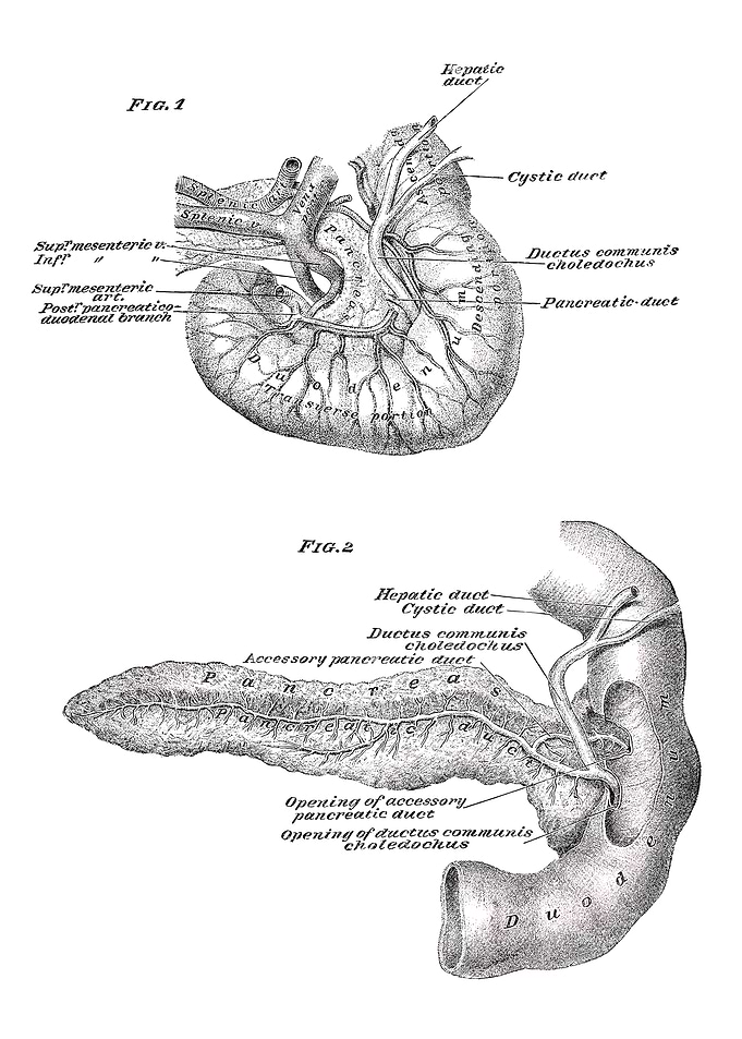 Pancreas and Liver Anatomy Diagram
