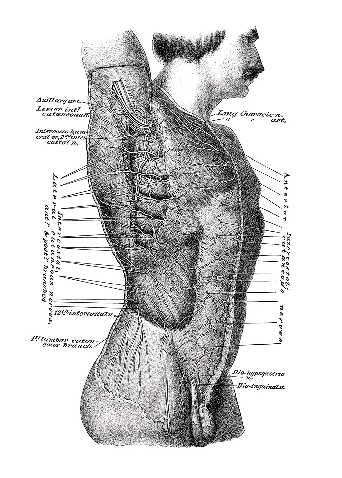 Human Anatomy Diagram