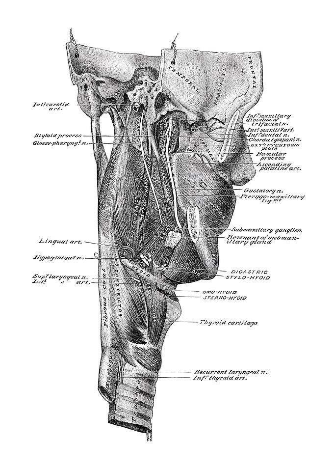 Human Neck Anatomy Illustration