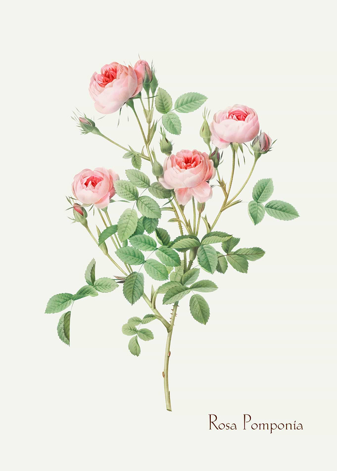 Rosa Pomponia Vintage Illustration