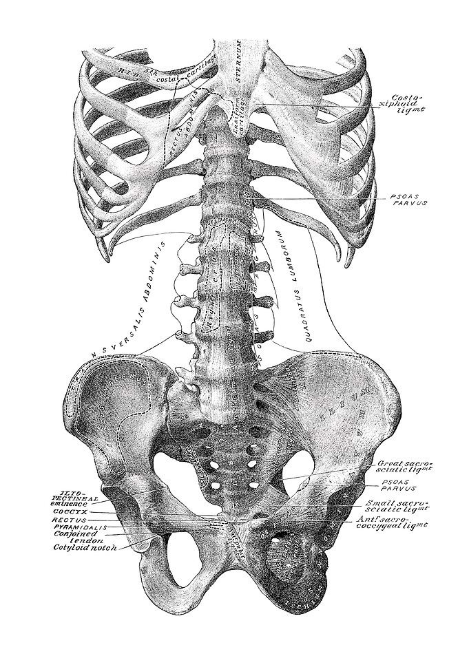 Human Skeleton Anatomy