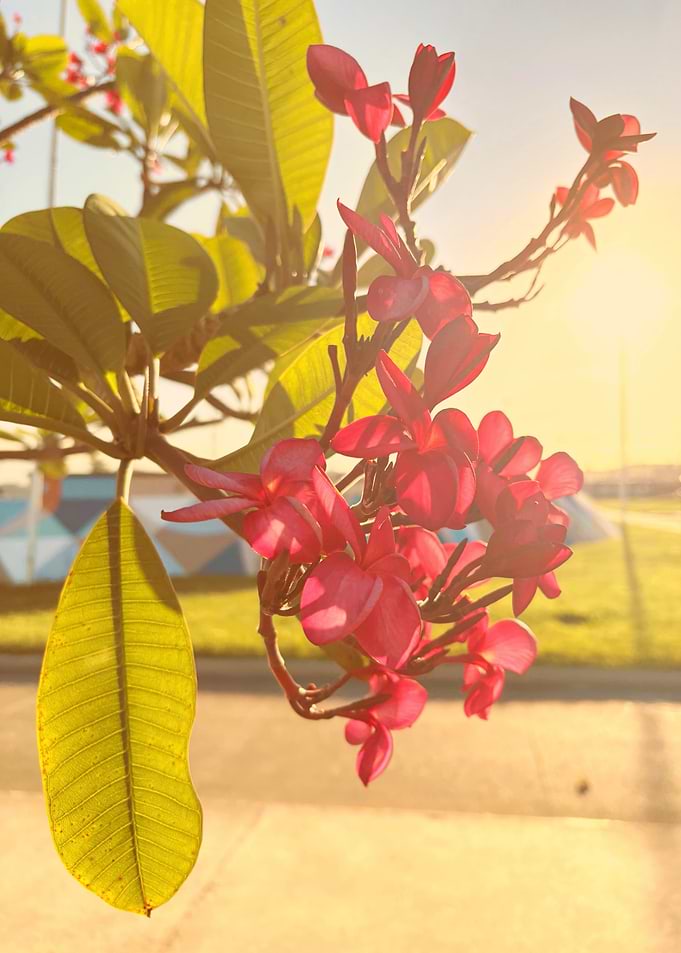 Frangipani in Sunlight