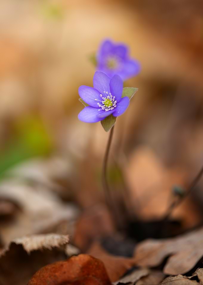Purple Flower in Forest, Hepatica nobilis