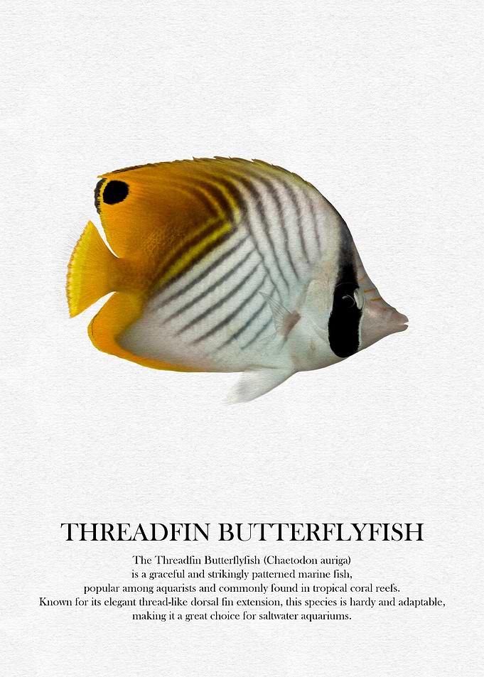 Threadfin Butterflyfish Illustration