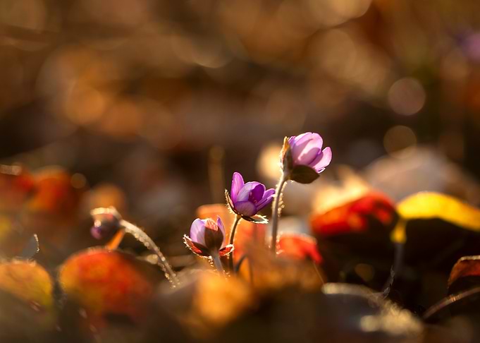 Purple Flowers in Sunlight