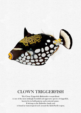 Clown Triggerfish Illustration