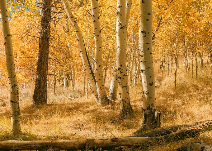 Golden Aspen Grove