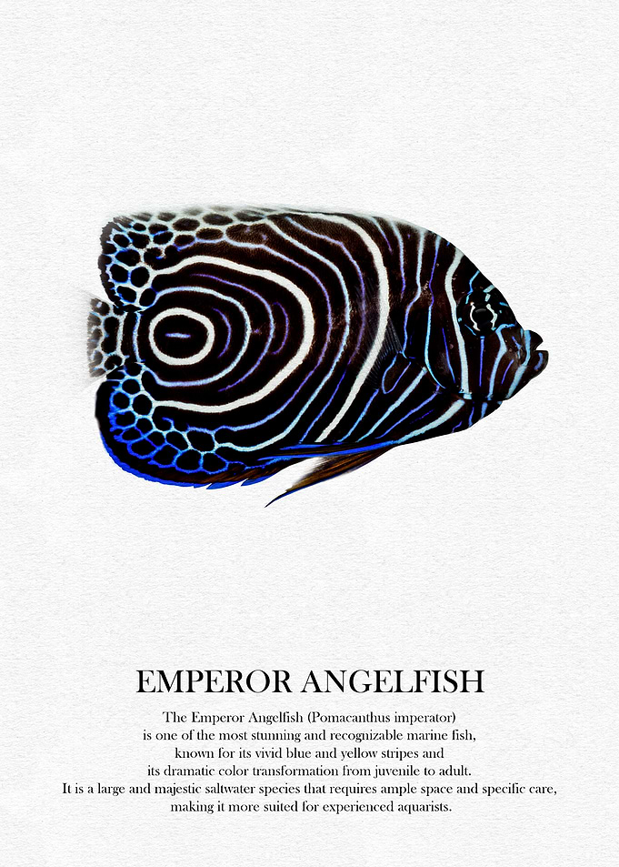 Emperor Angelfish Illustration