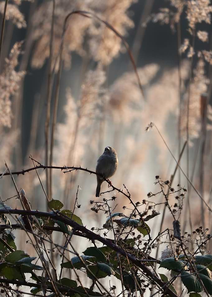 Bird on a Branch