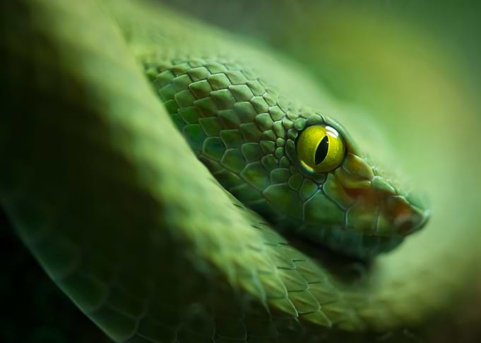Green Snake Close-Up