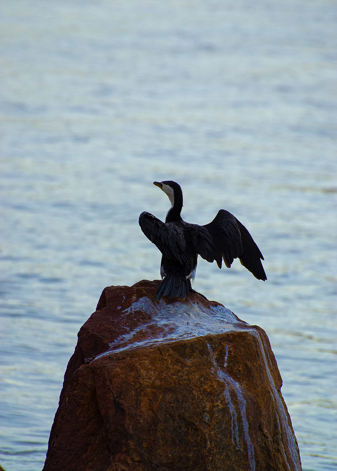 Little Pied Cormorant on Rock