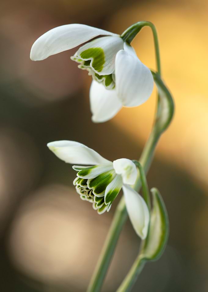 Snowdrop Flowers