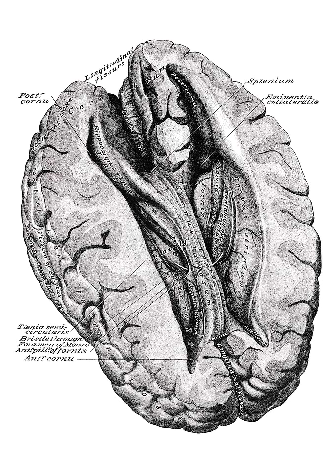 Human Brain Anatomy Illustration