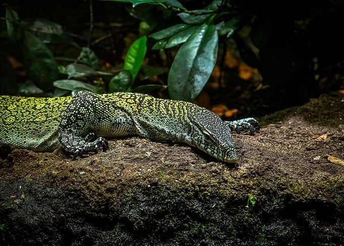 Green Lizard on Rock
