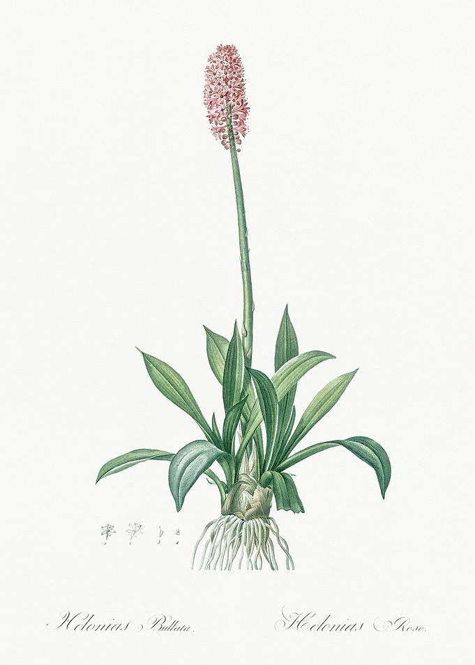 Helonias Bullata Flower Illustration