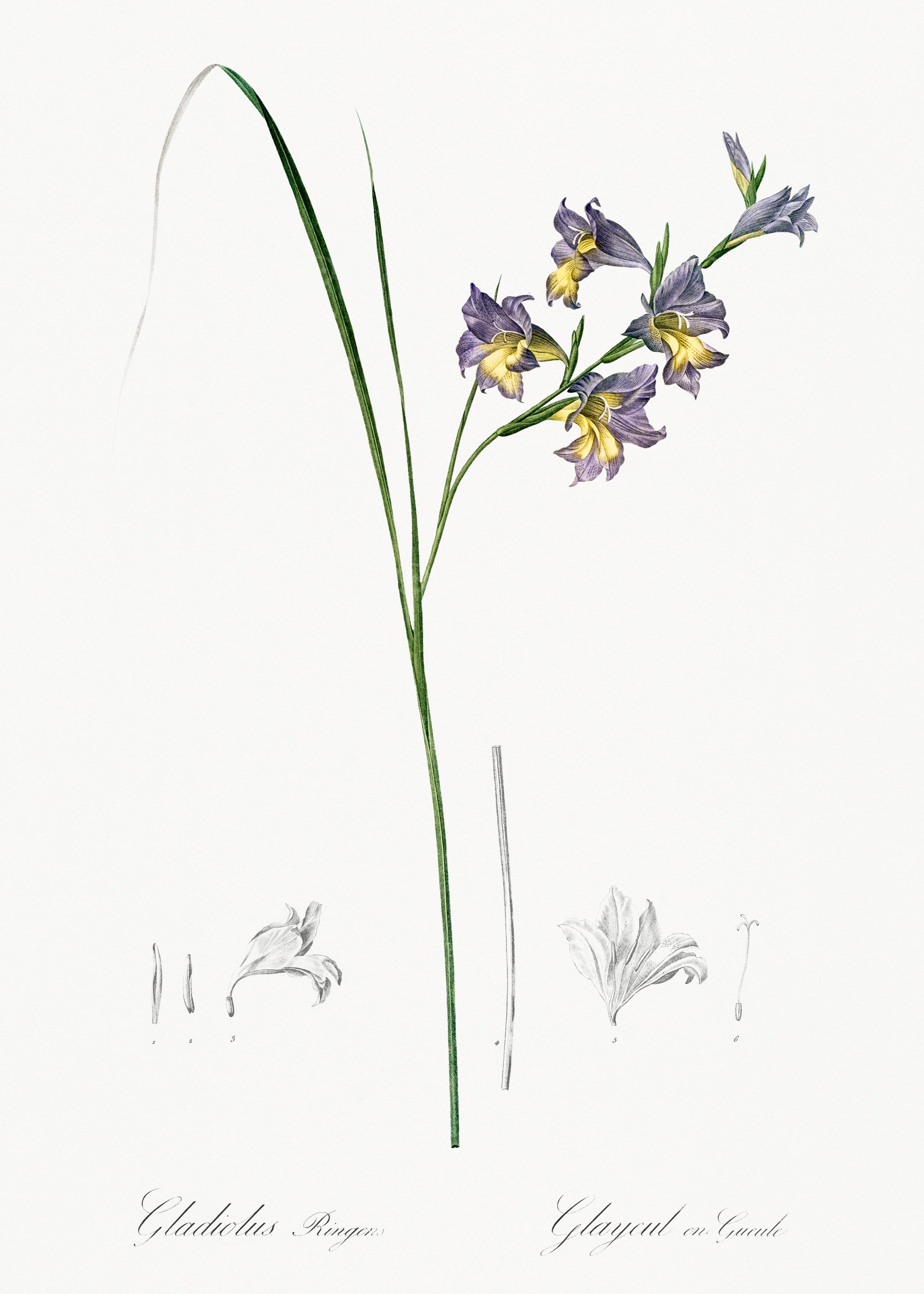 Gladiolus Flower Illustration