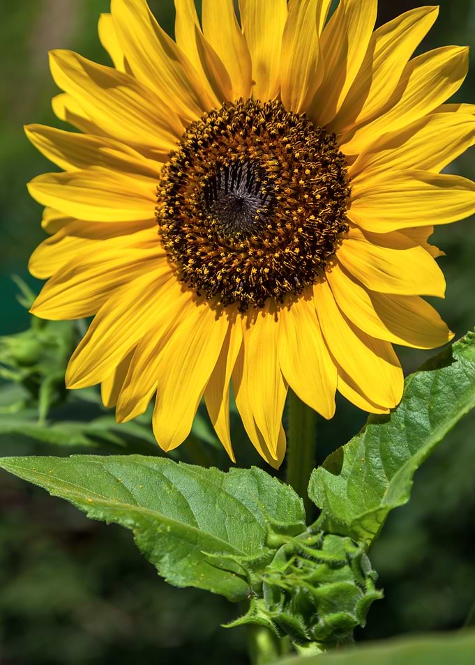 Close-up Sunflower