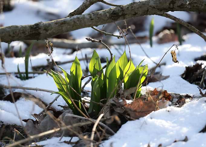 Green Shoots in Snow